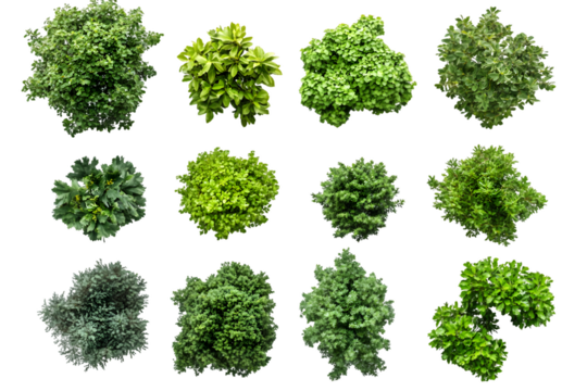 Overhead View of Lush Green Foliage: A Collection of Diverse Shrubs Transparent Background, PNG