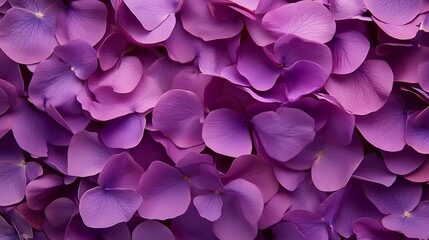 Naklejka premium Purple petals on a lavender early spring floral products advertisements