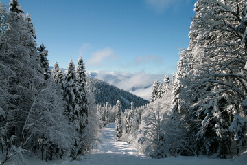 A snowy day at a ski resort in Sochi, Russia.