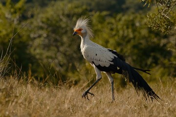 Fototapeta premium A stunning shot of a secretary bird striding through the savanna, its long legs and crest feathers visible