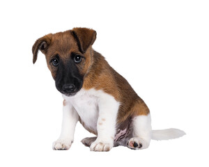 Cute white with brown Smooth Fox Terrier dog pup, sitting up side ways. Looking towards camera with a very guilty expression. Isolated cutout on a transparent background.