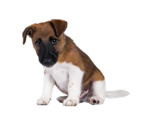 Cute white with brown Smooth Fox Terrier dog pup, sitting up side ways. Looking towards camera with a very guilty expression. Isolated cutout on a transparent background.