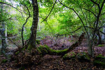 Obraz premium Abedular de Somosierra