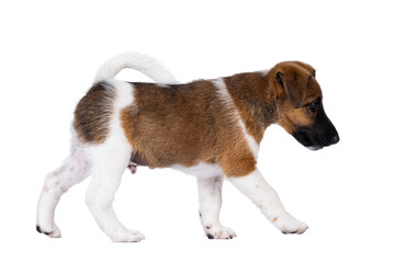 Cute white with brown Smooth Fox Terrier dog pup, walking side ways. Looking side ways away from...