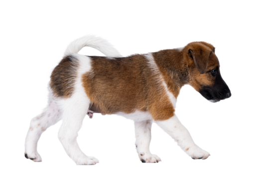 Cute white with brown Smooth Fox Terrier dog pup, walking side ways. Looking side ways away from camera. Isolated cutout on a transparent background.
