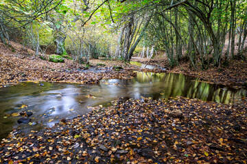 Arroyo en el Abedular de Somosierra