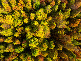 Aerial view of Bald Cypress forest in autumn and winter