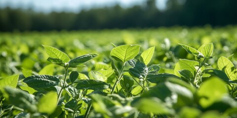 Vibrant green soybean field during the flowering stage. The healthy soybean plants are free from diseases and pests, showcasing robust growth and punctured seeds throughout the landscape.