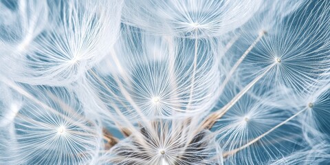Naklejka premium A delicate white dandelion in seed showcases its fragile beauty, highlighting the intricate details of the white dandelion structure and the enchanting quality of a white dandelion s seeds.