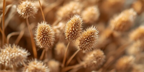 Obraz premium Macro close up of brown hay flowers, showcasing the intricate details of brown hay flowers in natural light, capturing the unique beauty of brown hay flowers in a vibrant setting.
