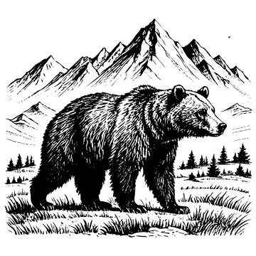 bear on mountain forest  portrait engraving black and white outline. Scratch board imitation.