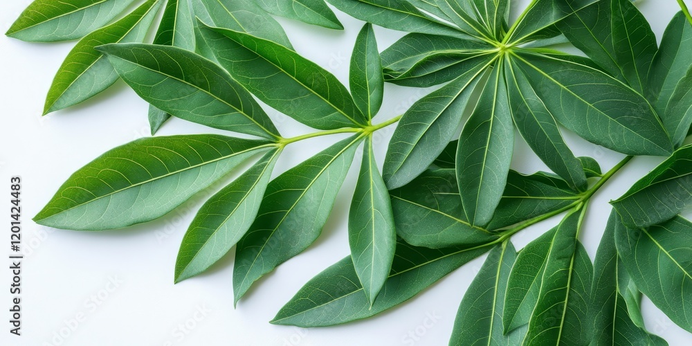 Poster Fresh cassava leaves displayed on a white background, highlighting the vibrant green color and unique shape of cassava leaves in a clean and simple arrangement. Perfect for food and nature themes.