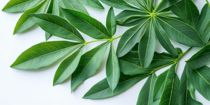 Fototapeta Fresh cassava leaves displayed on a white background, highlighting the vibrant green color and unique shape of cassava leaves in a clean and simple arrangement. Perfect for food and nature themes.