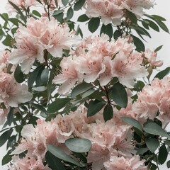 A soft-focus image of pale pink azaleas surrounded by eucalyptus leaves on white.
