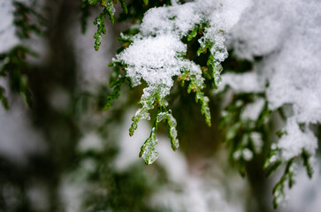 snow covered branches