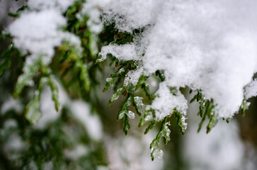 snow covered branches