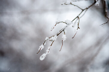 branches covered with snow