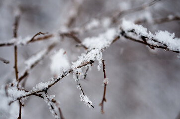snow covered branches