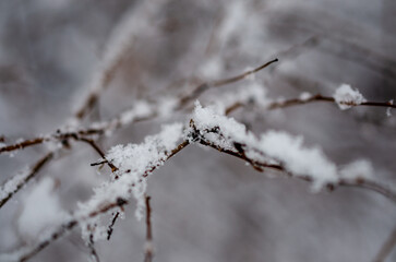 snow covered branches