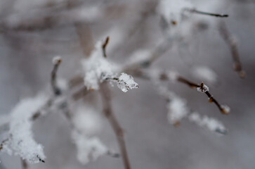 snow covered branches