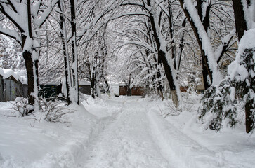 snow covered trees