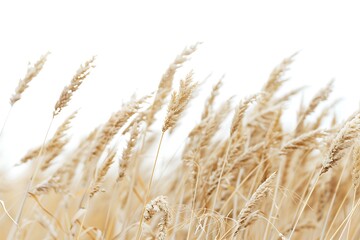Fototapeta premium wheat isolated on a transparent background