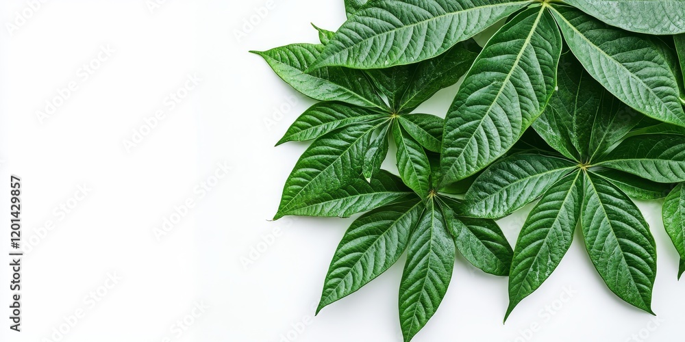 Poster fresh cassava leaves displayed on a white background, highlighting the vibrant green color and uniqu