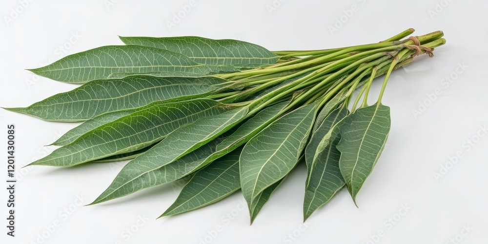 Poster Fresh cassava leaves displayed on a white background, highlighting the vibrant green color and unique shape of cassava leaves in a clean and simple arrangement. Perfect for food and nature themes.