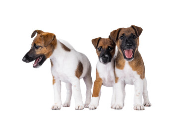 Fototapeta premium Three naughty smooth fox terrier dog puppies standing next to each other on a row. Isolated cutout on a transparent background.