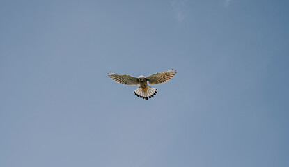 A bird is flying in the sky with its wings spread wide