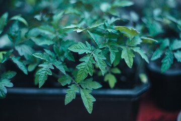Growing tomatoes. Farming Tomato seedlings. Spring field work. Agriculture. Growing vegetables. Organic food. 