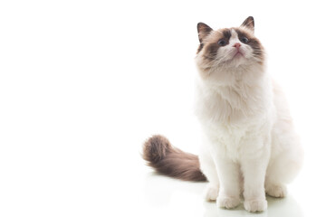 Blue-eyed Ragdoll cat, isolated on white background