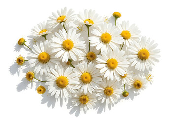 Obraz premium Delicate Daisies Arrangement on a White Background