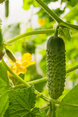 cucumbers in the greenhouse on the land in Russia