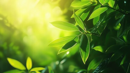 Obraz premium Green leaves catch sunlight in a lush forest, highlighting nature’s beauty and tranquility during the day