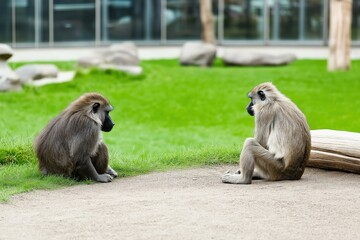 Obraz premium Astonished look on the faces of two hamadryas baboons captured in a nature reserve setting with faded colors