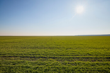 agricultural field with a wheat crop in January
