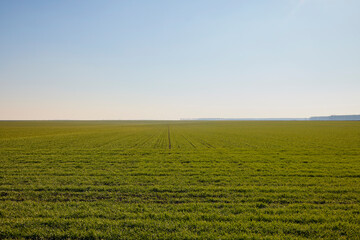 Fototapeta premium agricultural field with a wheat crop in January