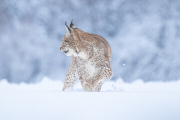 A young lynx walking gracefully on snow near the edge of a dense forest, its sharp eyes scanning the surroundings in the serene winter landscape.