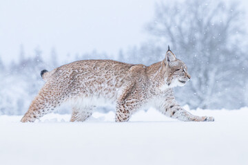 A young lynx walking gracefully on snow near the edge of a dense forest, its sharp eyes scanning the surroundings in the serene winter landscape.