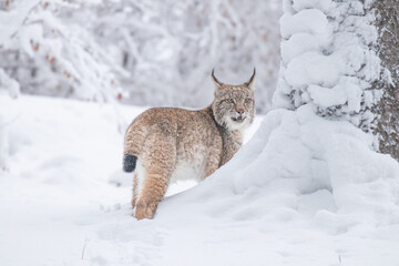A young lynx walking gracefully on snow near the edge of a dense forest, its sharp eyes scanning the surroundings in the serene winter landscape.
