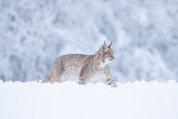A young lynx walking gracefully on snow near the edge of a dense forest, its sharp eyes scanning the surroundings in the serene winter landscape.