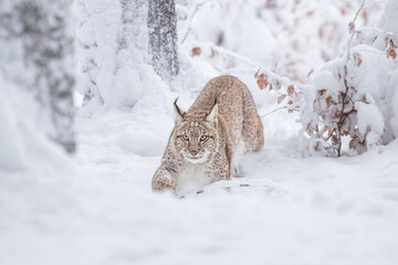A young lynx walking gracefully on snow near the edge of a dense forest, its sharp eyes scanning the surroundings in the serene winter landscape.