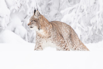 A young lynx walking gracefully on snow near the edge of a dense forest, its sharp eyes scanning the surroundings in the serene winter landscape.
