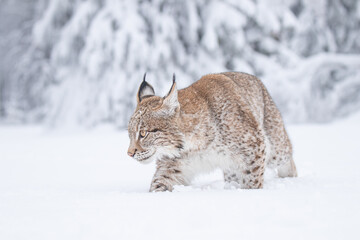 A young lynx walking gracefully on snow near the edge of a dense forest, its sharp eyes scanning the surroundings in the serene winter landscape.