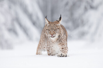 A young lynx walking gracefully on snow near the edge of a dense forest, its sharp eyes scanning the surroundings in the serene winter landscape.