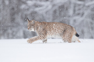 A young lynx walking gracefully on snow near the edge of a dense forest, its sharp eyes scanning the surroundings in the serene winter landscape.