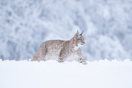 A young lynx walking gracefully on snow near the edge of a dense forest, its sharp eyes scanning the surroundings in the serene winter landscape.
