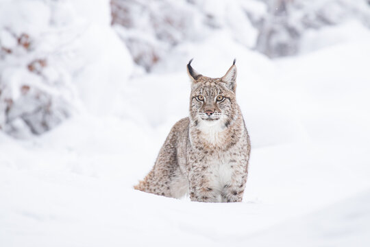 A young lynx walking gracefully on snow near the edge of a dense forest, its sharp eyes scanning the surroundings in the serene winter landscape.