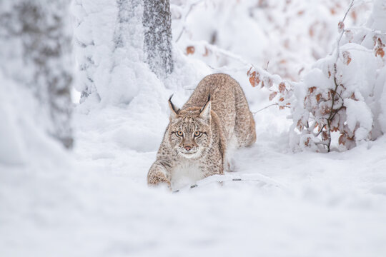 A young lynx walking gracefully on snow near the edge of a dense forest, its sharp eyes scanning the surroundings in the serene winter landscape.